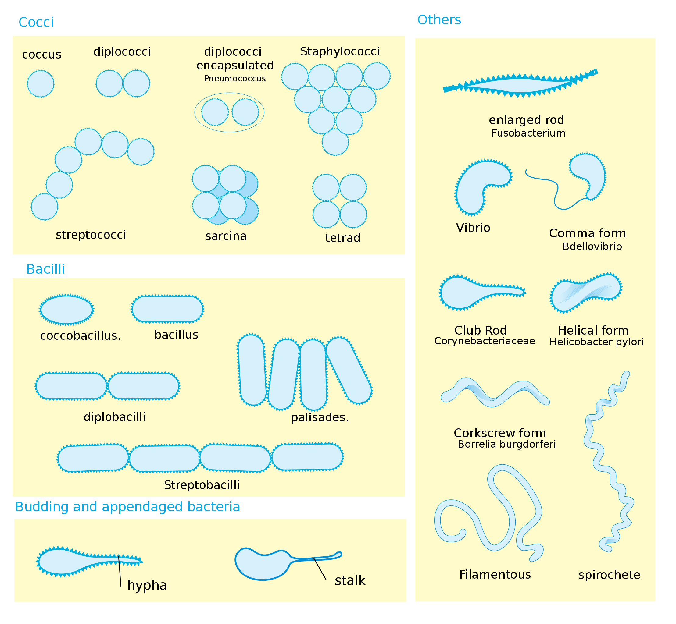 Bacteria Shapes and Clusters