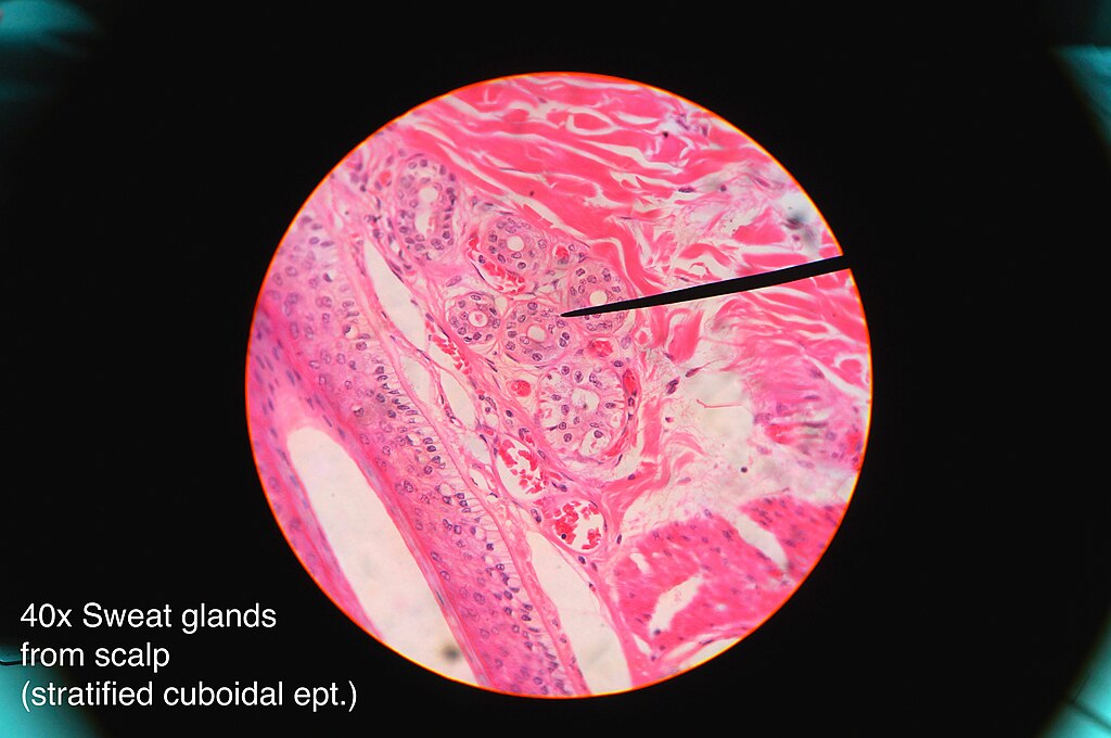 Histology of sweat gland showing stratified cuboidal epithelium