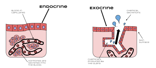 The major difference between the endocrine and exocrine gland is that, an endocrine gland is missing ducts and stays as blocks of tissue. -Endocrine gland secretes chemical substances directly to the blood stream, while exocrine gland secrets its product into a duct. -Endocrine gland secretes chemical substances directly to the blood stream, while exocrine gland secrets its product into a duct. -The hormones produced by endocrine glands circulate through the blood stream and over the body and act on the target, while products of exocrine gland do not circulate all over the body. - These endocrine glands have relatively large blood supply than exocrine glands. -Exocrine glands have more complex structure than endocrine glands.