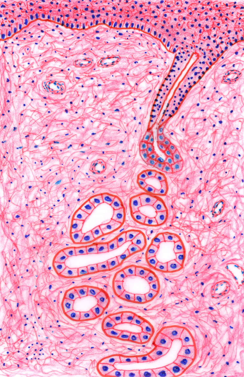 hand drawn illustration of a coiled tubular gland