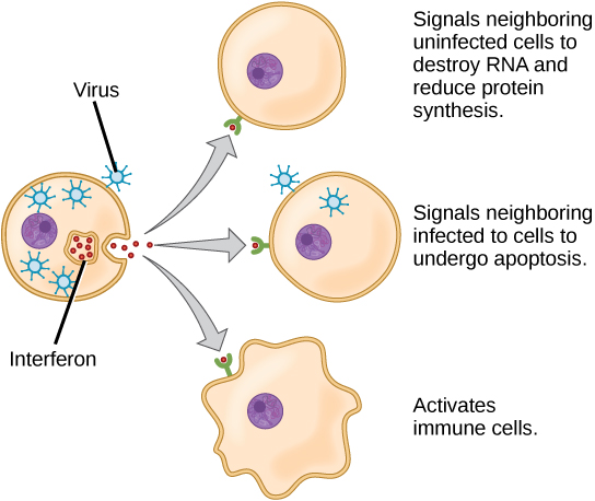 The diagram shows that interferons are released from cells when infected with a virus, signalling neighboring cells to help stop the infection and activating immune cells.