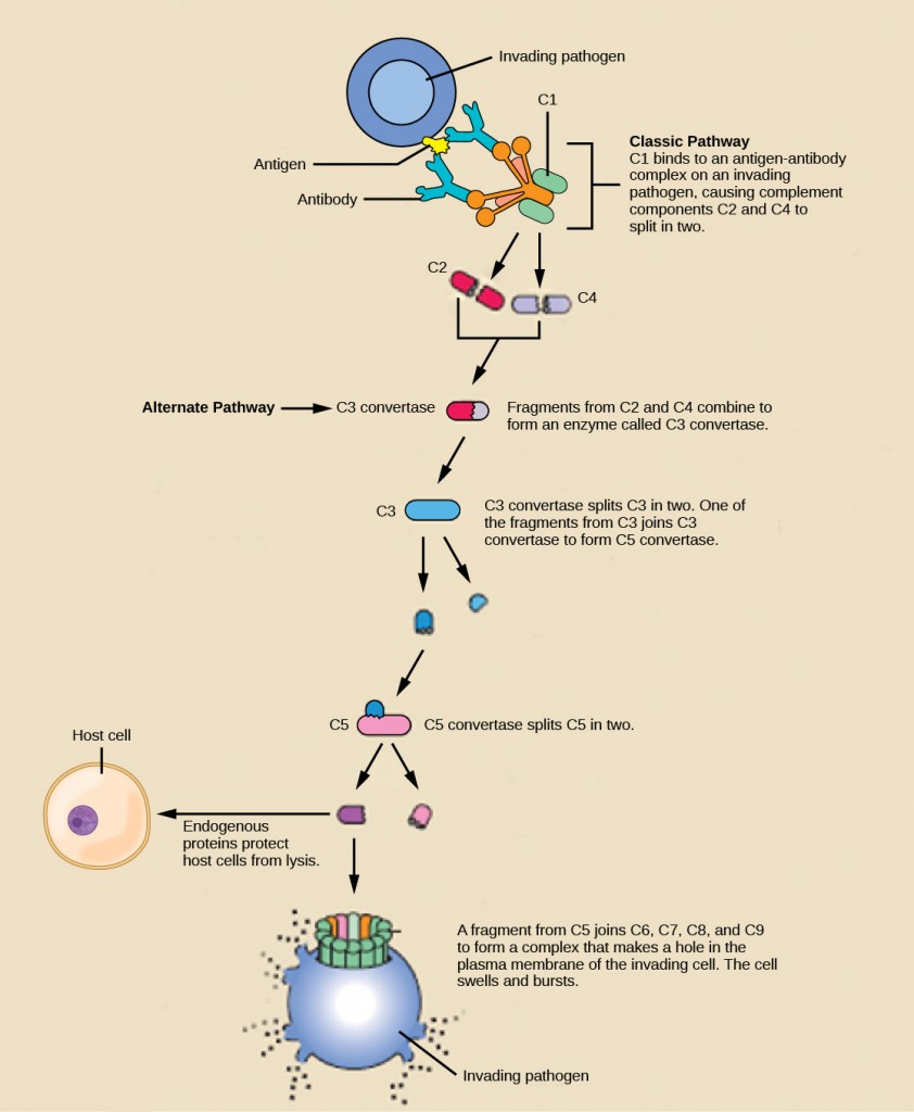 (credit: modification of work by NIH)