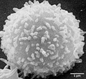The image is a scanning electron micrograph shows a T lymphocyte, which is responsible for the cell-mediated immune response.