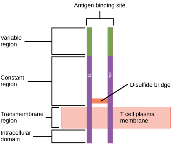 The diagram shows the structure of a T-cell receptor. The T-cell receptor is a surface protein composed of two chains (alpha and beta), each with a variable and constant region. The variable regions form the antigen-binding site. Disulfide bridges hold the complex together. The receptor is anchored to the cell via a transmembrane region and has an intracellular tail that helps transmit activation signals into the T cell.