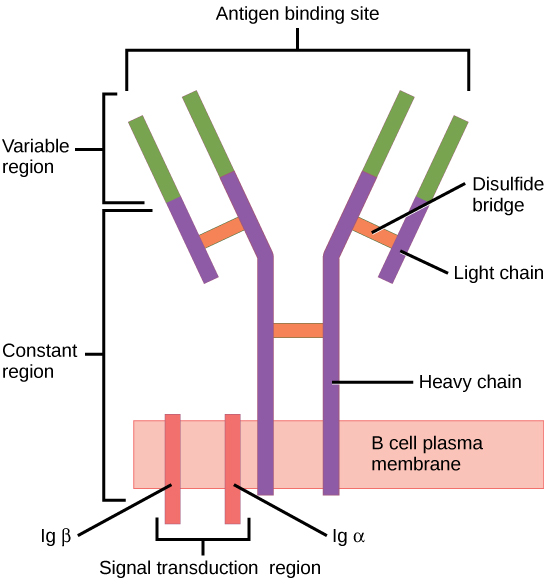 The diagram shows the structure of the B-Cell Receptor. The B-Cell Receptor is a membrane-bound antibody composed of two identical heavy chains and two identical light chains. The variable regions at the ends of the chains form the antigen-binding sites. The constant regions of the heavy chains are anchored in the membrane and non-covalently associated with the signal-transducing proteins Ig-α and Ig-β, which activate the B cell upon antigen binding.