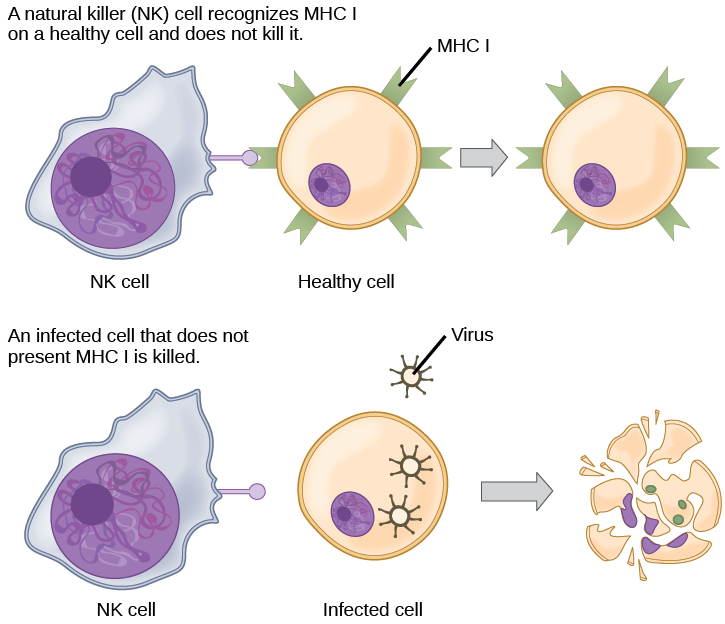 A two-part diagram illustrating how Natural Killer (NK) cells distinguish between healthy cells and infected cells. On the top, an NK cell recognizes MHC I molecules on a healthy cell and does not attack it. On the bottom, an NK cell identifies a virus-infected cell that is missing MHC I molecules and releases toxins to kill it.