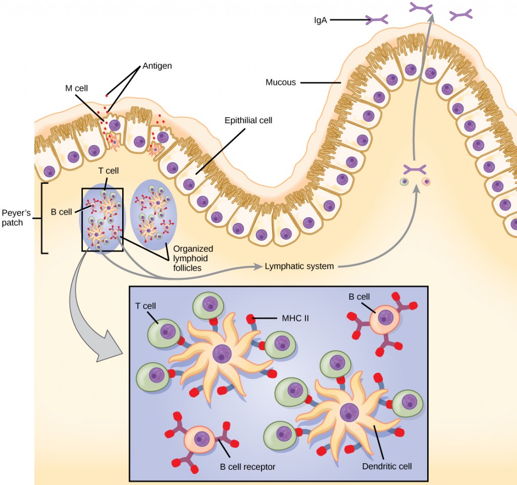 A schematic diagram showing the immune response in mucosal-associated lymphoid tissue (MALT). An M cell in the epithelium delivers an antigen to organized lymphoid follicles. Dendritic cells present the antigen via MHC II to T cells, which then interact with B cells. Activated B cells can then enter the lymphatic system.