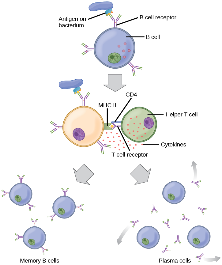 Diagram illustrating the T-cell dependent activation of a B cell. A B cell uses its B cell receptor to bind an antigen on a bacterium. The B cell then presents the antigen on MHC II to a helper T cell's receptor. The T cell provides cytokines, triggering the B cell to differentiate into memory B cells and antibody-secreting plasma cells.