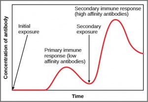 A line graph comparing the primary and secondary immune response. The Y-axis represents antibody concentration and the X-axis represents time. The primary response to an initial antigen exposure is a slower, smaller peak of low-affinity antibodies. The secondary response to a later exposure is a much faster, larger peak of high-affinity antibodies.