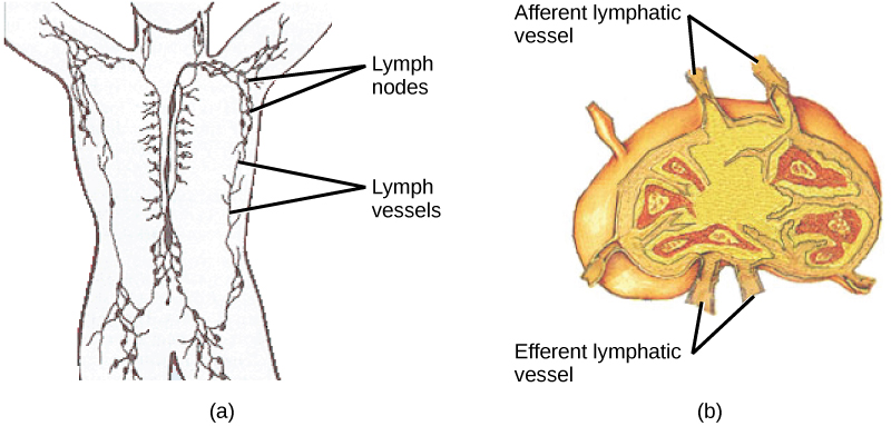 A diagram showing the external location and internal structure of a lymph node. The left panel shows multiple lymph nodes (small bean-shaped organs) connected by a network of lymph vessels. The right panel is a detailed cross-section of a single lymph node, highlighting the afferent lymphatic vessel that brings lymph into the node.