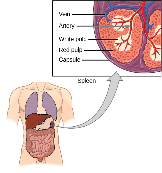 Cross-sectional diagram of the spleen showing its internal structure. The organ is surrounded by a protective capsule. Inside, the tissue is divided into two main areas: the white pulp, which forms clusters, and the surrounding red pulp. An artery and a vein are shown entering and exiting the organ.