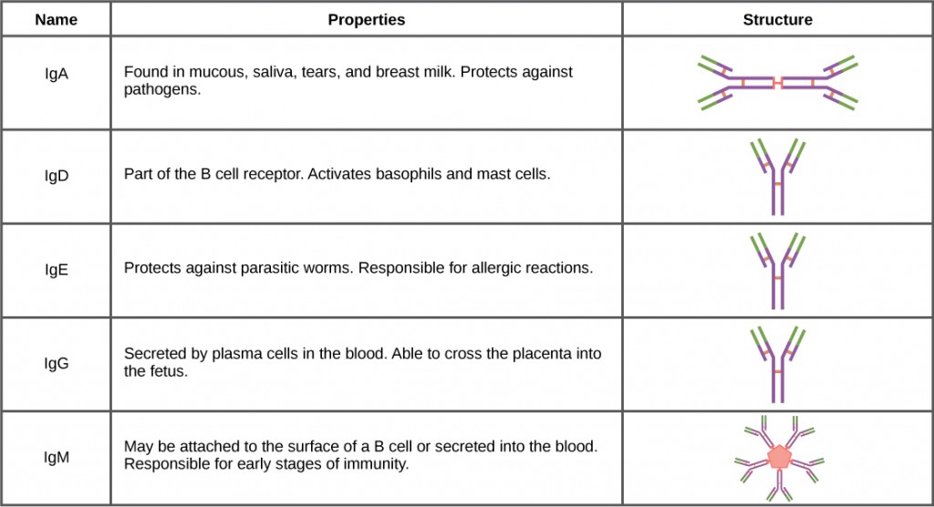 A table summarizing the five classes of antibodies (immunoglobulins): IgA, IgD, IgE, IgG, and IgM. For each class, the table lists its key properties and functions in the immune system, such as location, role in protection, and special capabilities like crossing the placenta.