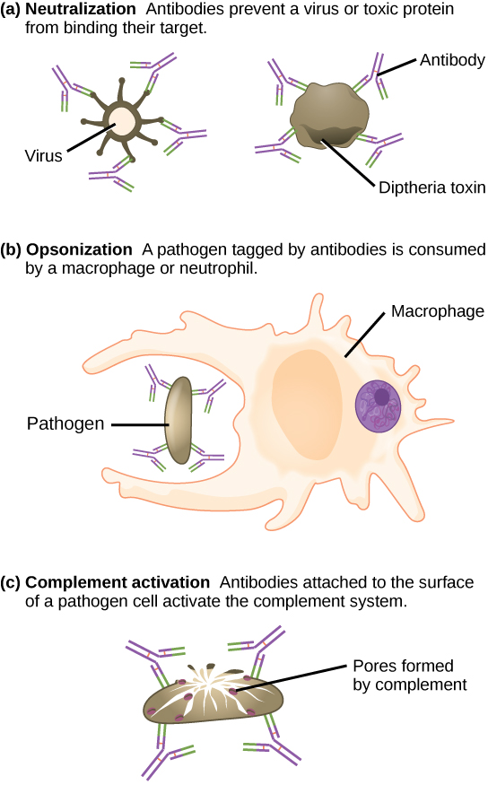 A three-panel diagram illustrating the mechanisms of antibody action. Panel (a) Neutralization: Antibodies bind to a virus and a toxin, blocking them from attaching to host cells. Panel (b) Opsonization: Antibodies coat a pathogen, marking it for ingestion by a macrophage. Panel (c) Complement Activation: Antibodies bound to a pathogen's surface trigger the complement cascade, forming pores in the pathogen's membrane.