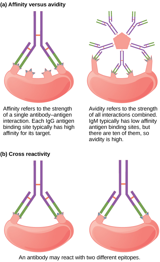 A two-panel diagram explaining antibody binding concepts. Panel (a) contrasts affinity (the strength of a single antigen-binding site interaction, high in IgG) with avidity (the combined strength of all binding sites, high in IgM due to its ten binding sites). Panel (b) illustrates cross-reactivity, where a single antibody can bind to two different, but structurally similar, antigenic epitopes.