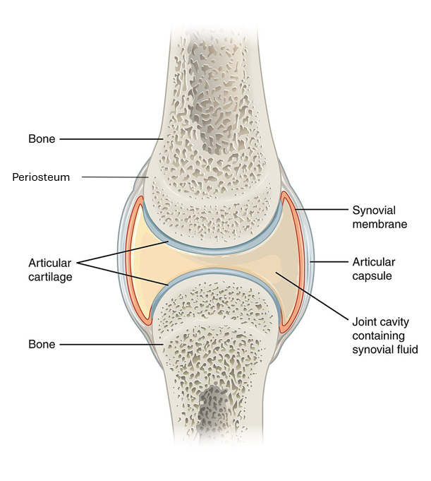 Labelled Diagram of Synovial Joint