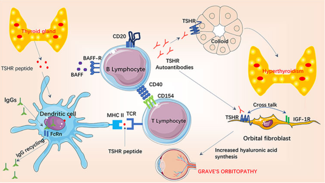 Graves disease autoimmune mechanism, including important players leading to hyperthyroidism