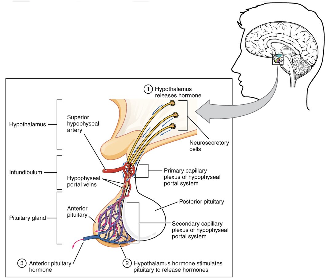 The hypophyseal portal vein connects the hypothalamus to the anterior pituitary