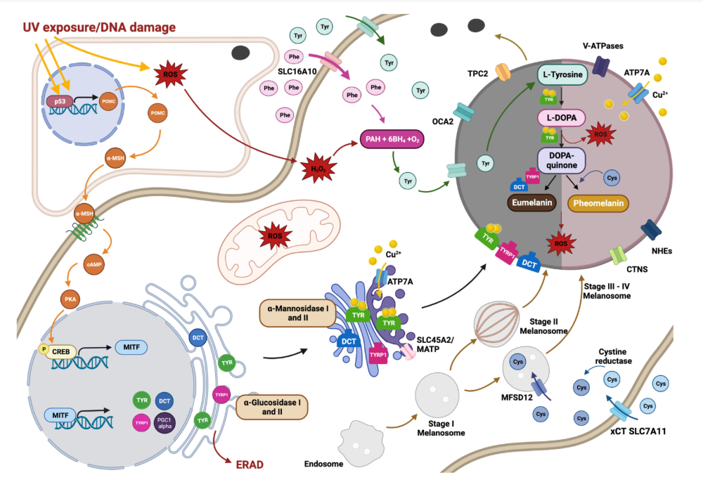In depth view of melanin production pathway.