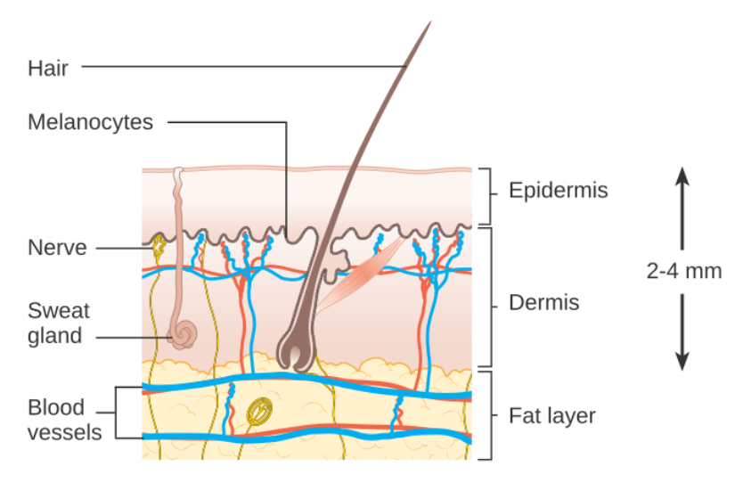 Diagram of the skin and its layers.