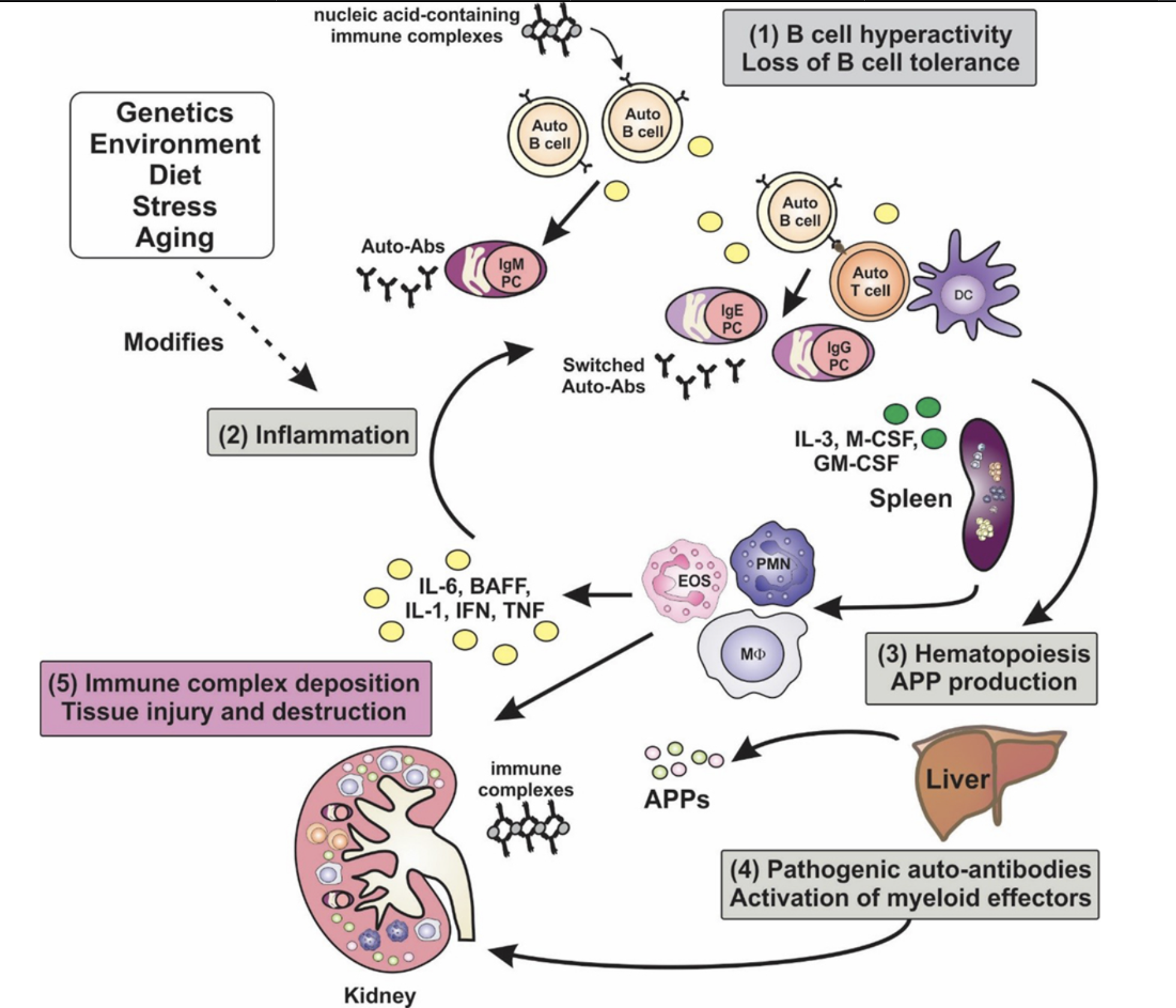 Figure highlighting key cells, tissues, and processes in autoimmune development of Systemic Lupus Erythematosus