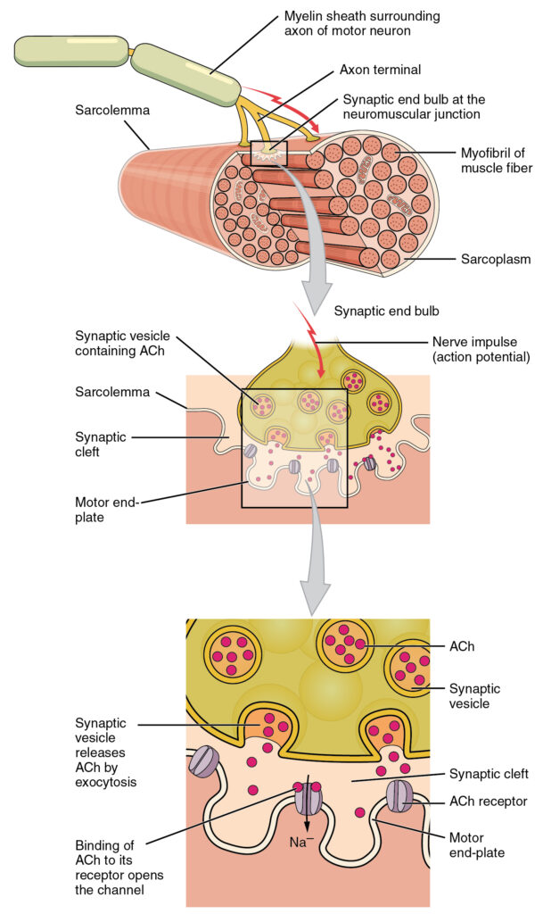 This is a 3 panel image of a nerve communicating with a muscle fiber as it zooms down to the molecular level. The top image is the gross image of a myelinated nerve ending at the neuromuscular junction. The middle image shows the neuromuscular junction with vesicles of neurotransmitters opening up at the presynaptic terminal, expeling its contents into the synaptic cleft. The bottom panel is a close up of the neurotransmitters binding to the sodium channels of the post-synaptic terminal