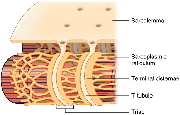 A cross section of a muscle fiber with the sarcolemma 'stretched' away to reveal the continuity with the T-tubules which are nestled between the terminal cisternae of the sarcoplasmic reticulum, forming the Triad.
