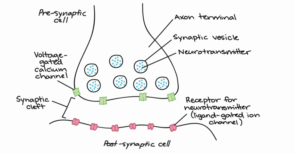 A diagram of the synapse with circular packages of neurotransmitter in the presynaptic terminal, separated by the post-synaptic terminal by the synaptic cleft. There are neurotransmitter receptors decorated on the post-synaptic terminal as well as voltage gated calcium channels decorated on the pre-synaptic terminal.
