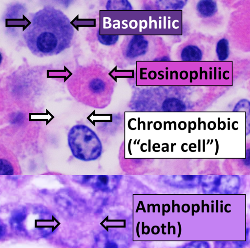 A hematoxylin and eosin stained slide, showing Eosinophilic, basophilic, chromophobic and amphophilic stainings.