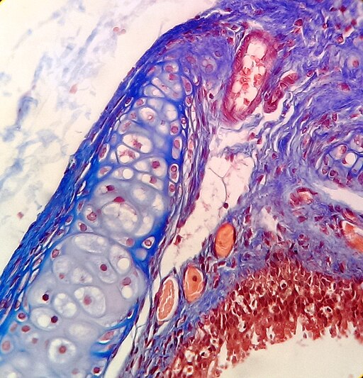 Cross-section of a rat trachea stained with Masson's Trichrome. The hyaline cartilage rings are stained deep blue, providing structural support. The associated skeletal muscle is stained red. Lining the lumen is a pseudostratified ciliated columnar epithelium. Clusters of red blood cells appear bright red within vessels.