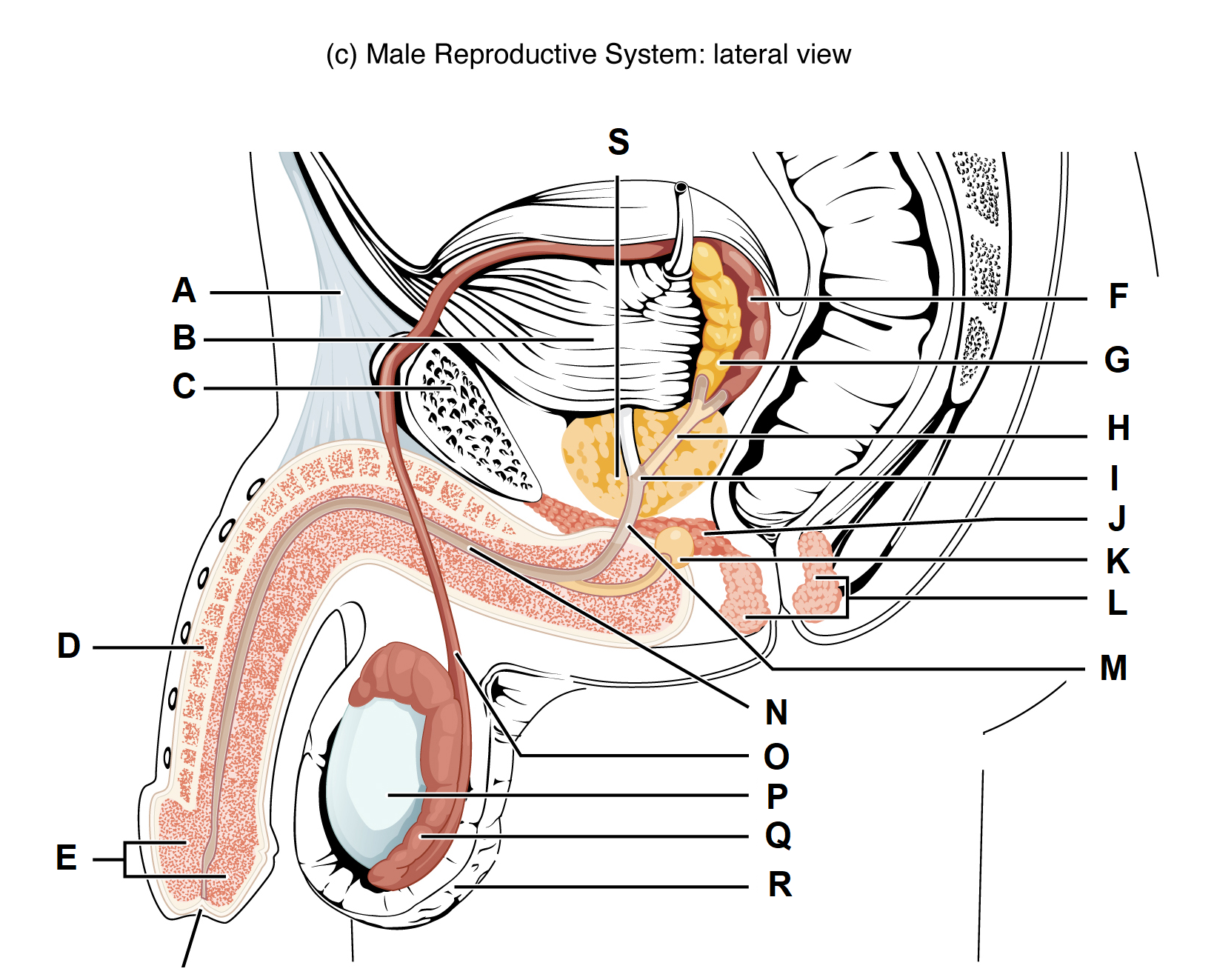 Reproductive System – Review – Pathology