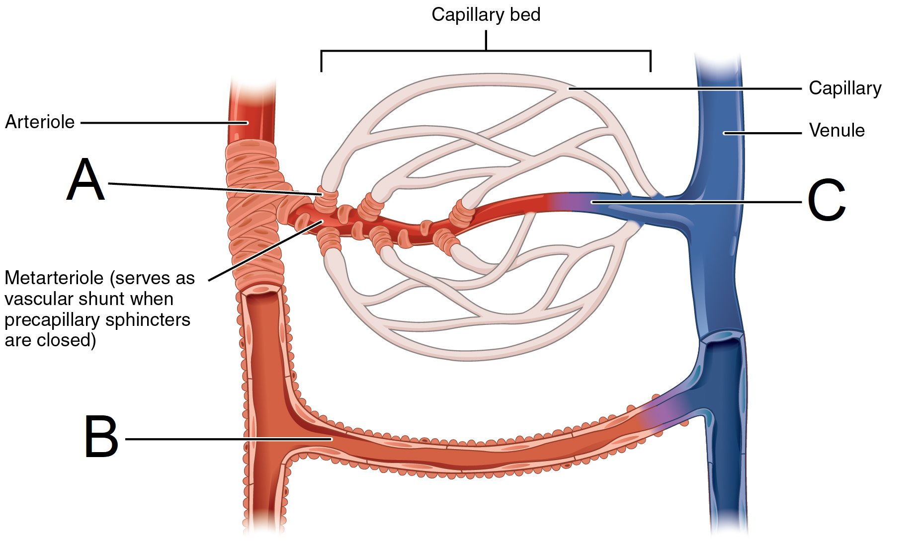 Blood Pressure Flashcards