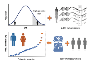 Figure: Body Mass Index and Birth Weight Improve Polygenic Risk Score (PRS) for Type 2 Diabetes. PRS is the combining of several clinical metrics, which was found to increase the power of disease prediction in particular from early life. Risk factors for the development of Type 2 Diabetes includes: birth weight, BMI at age 10, BMI as adult, genetic variants, and biological sex. Currently, T2D has a higher prevalence in biological males.