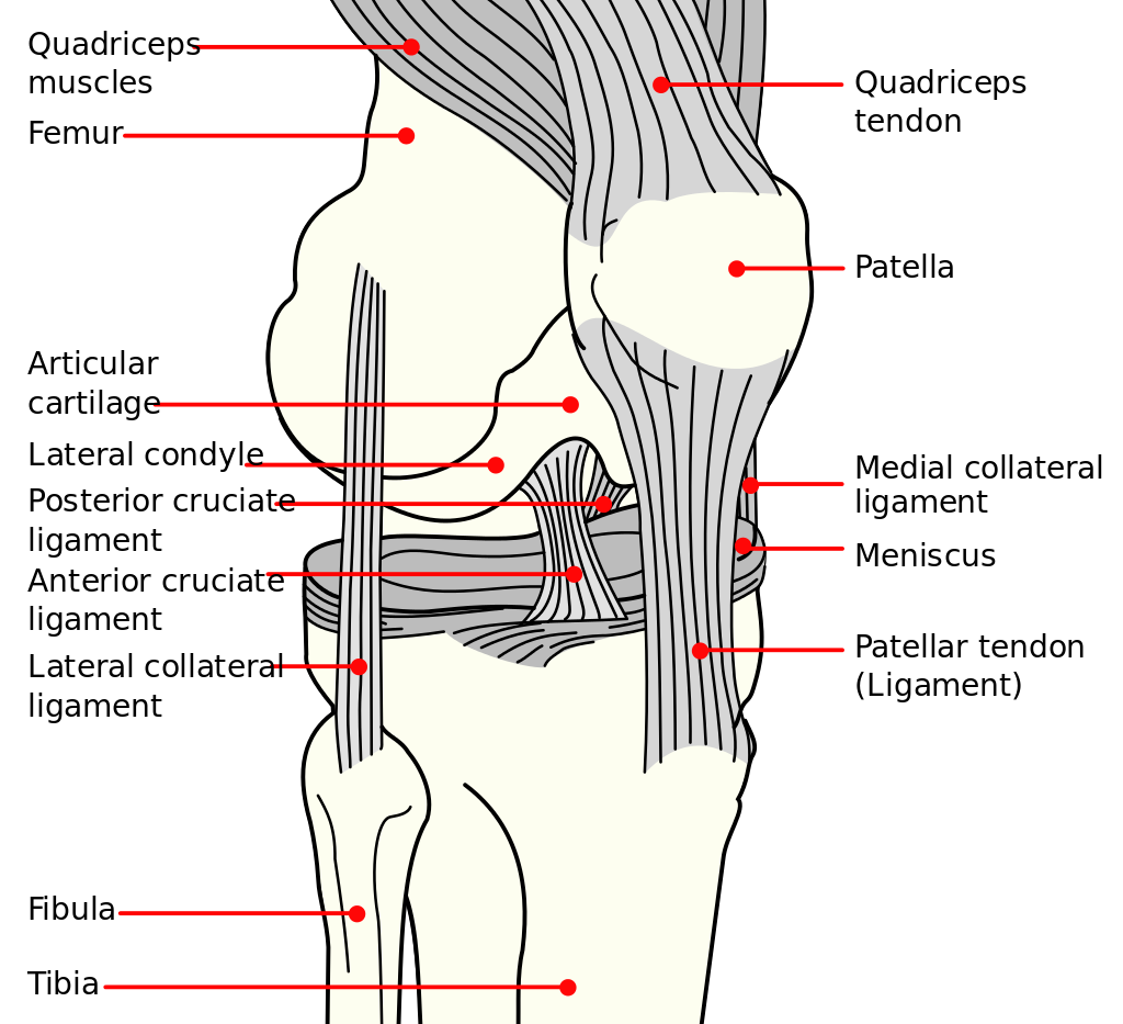 Anatomical Components of the Knee including: quadriceps muscles, quadriceps tendon, femur, patella, patellar tendon (ligament), tibia, fibula, articular cartilage, lateral condyle, posterior cruciate ligament (PCL), anterior cruciate ligament (ACL), lateral collateral ligament, medial collateral ligament, menisci