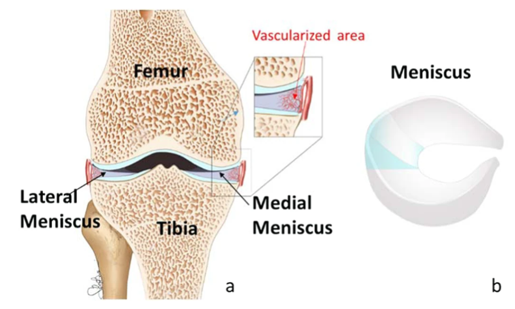 Menisci