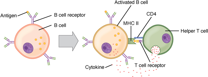 B cell activation