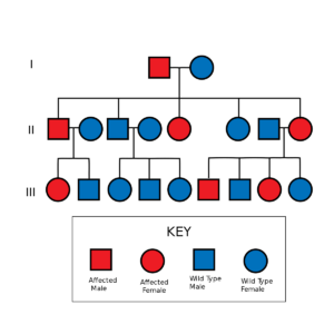Autosomal Dominant Pedigree Chart.