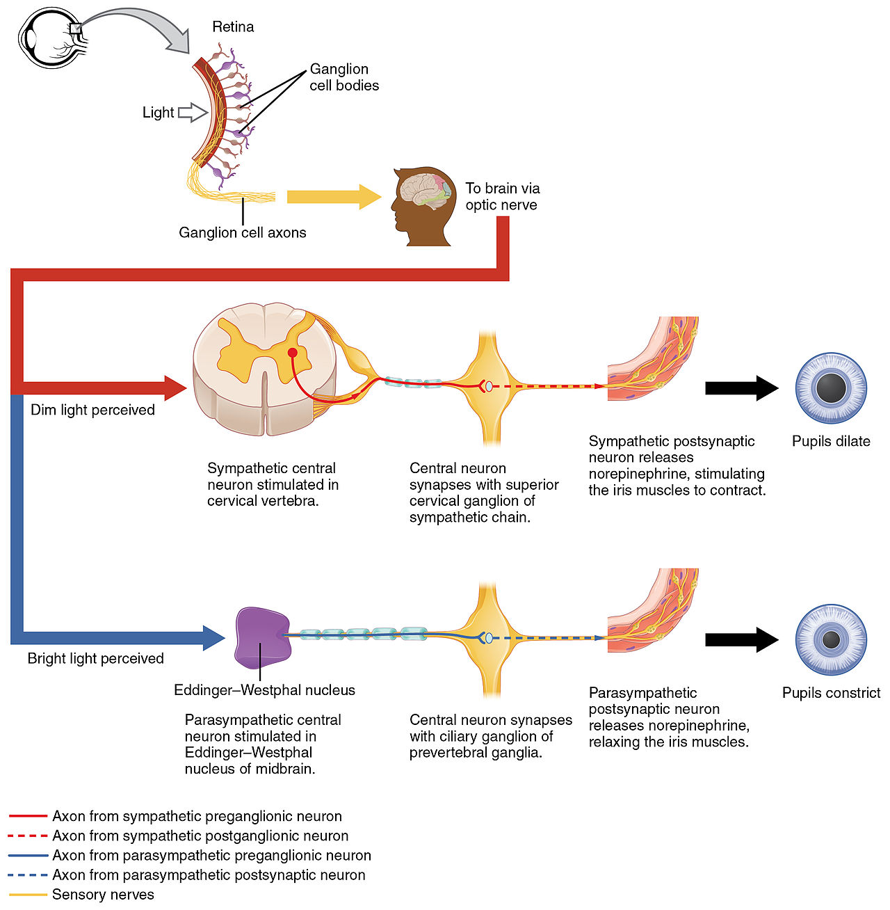Autonomic Control of Pupil Size