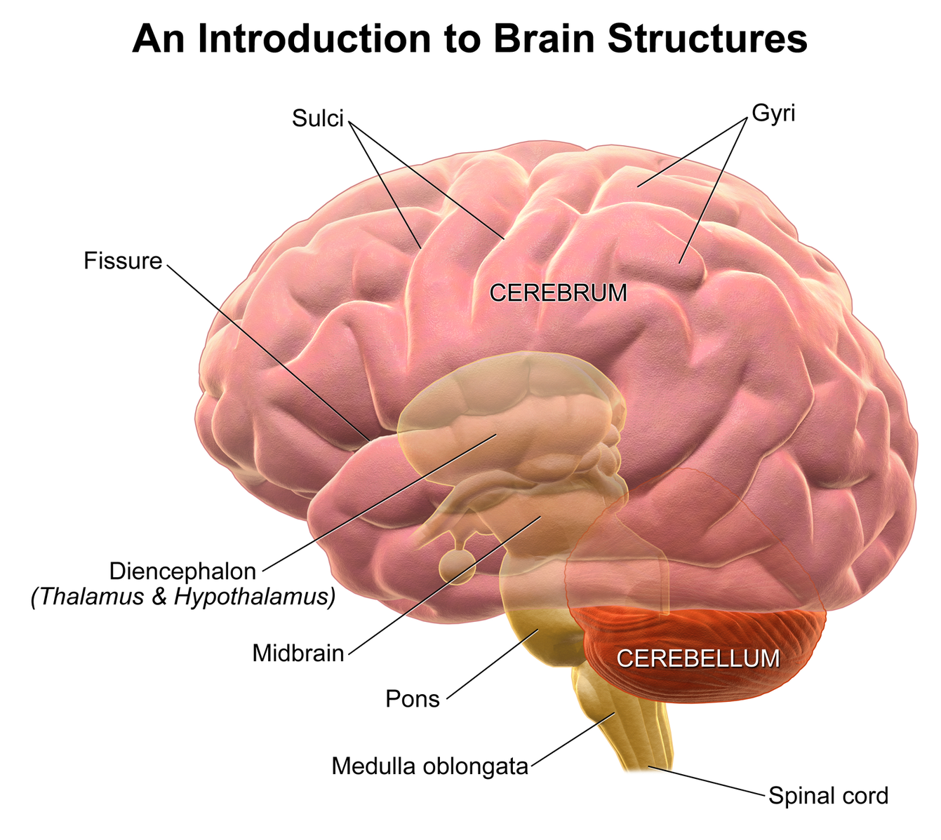 Brain structures.