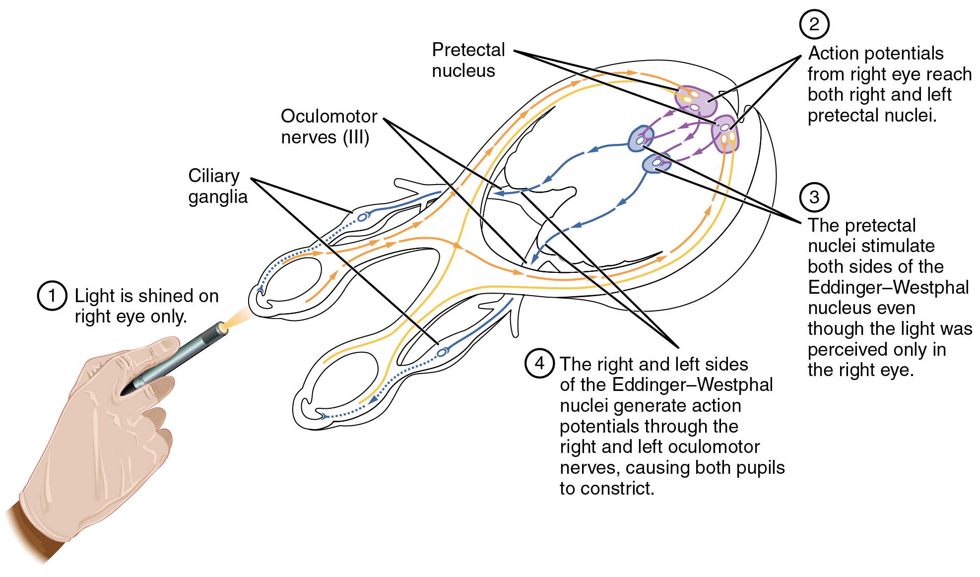 Pupillary Reflex Pathways.