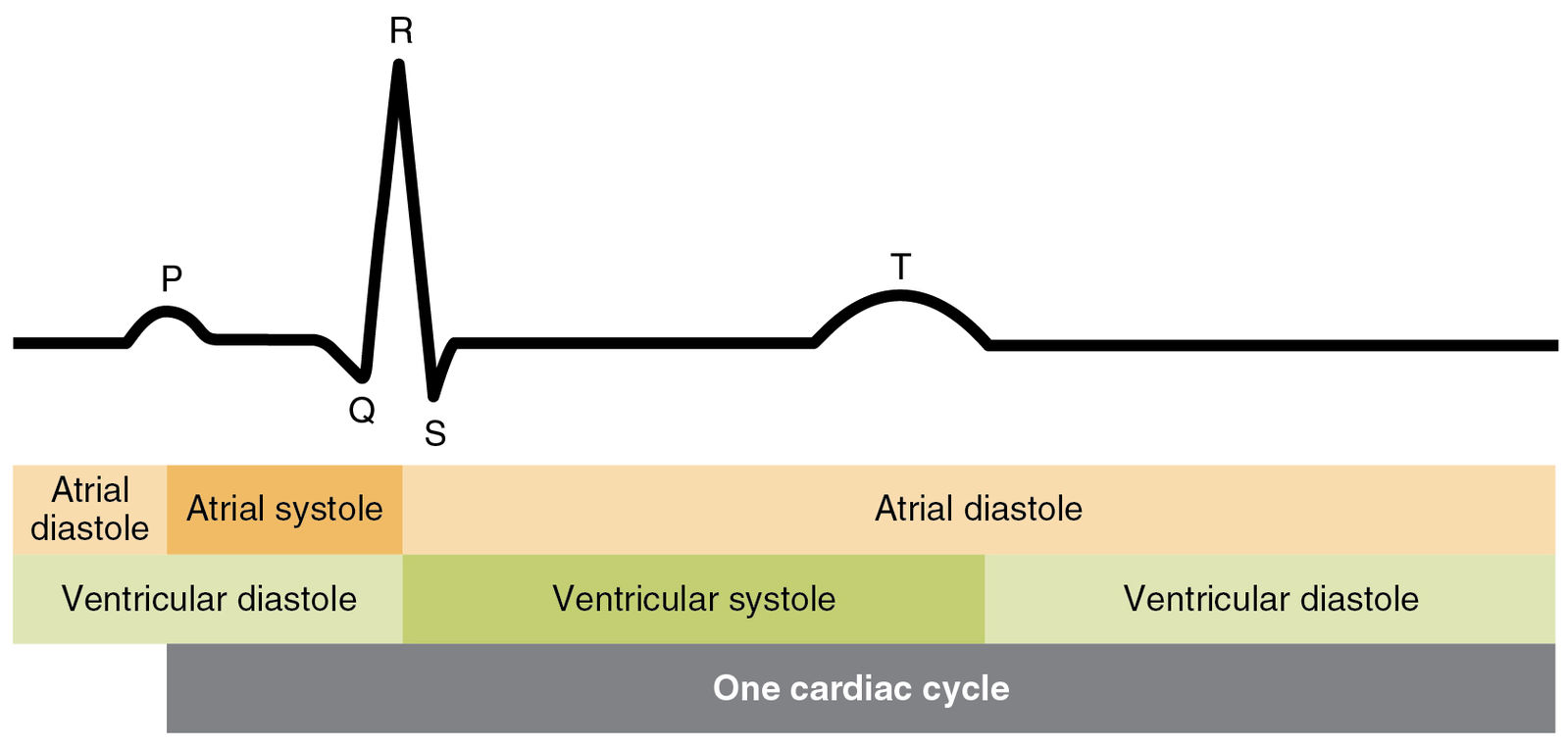 Cardiac Cycle vs. Electrocardiogram (ECG)
