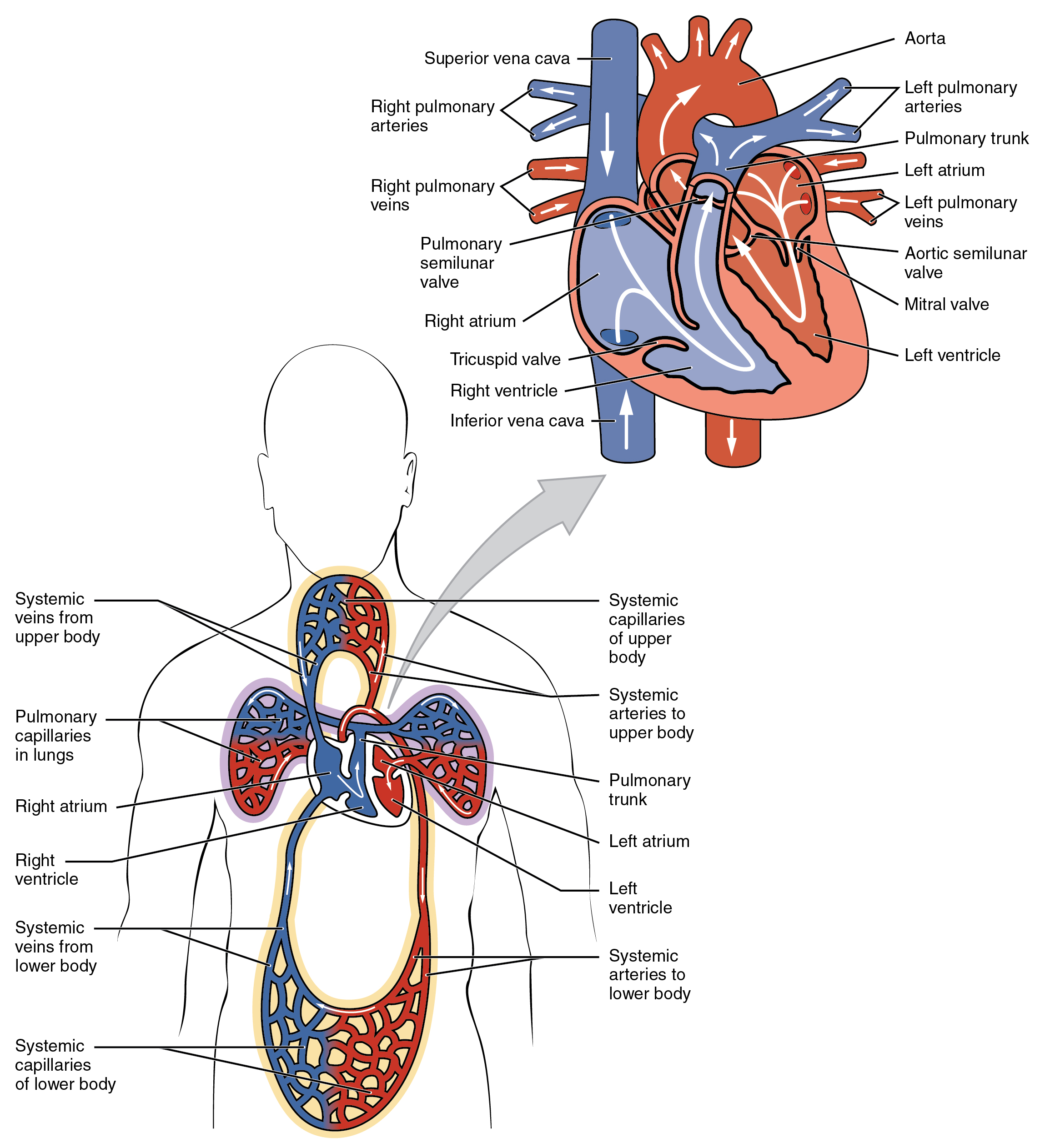 Dual System of Human Circulation: Pulmonary Circulation and Systemic Circulation