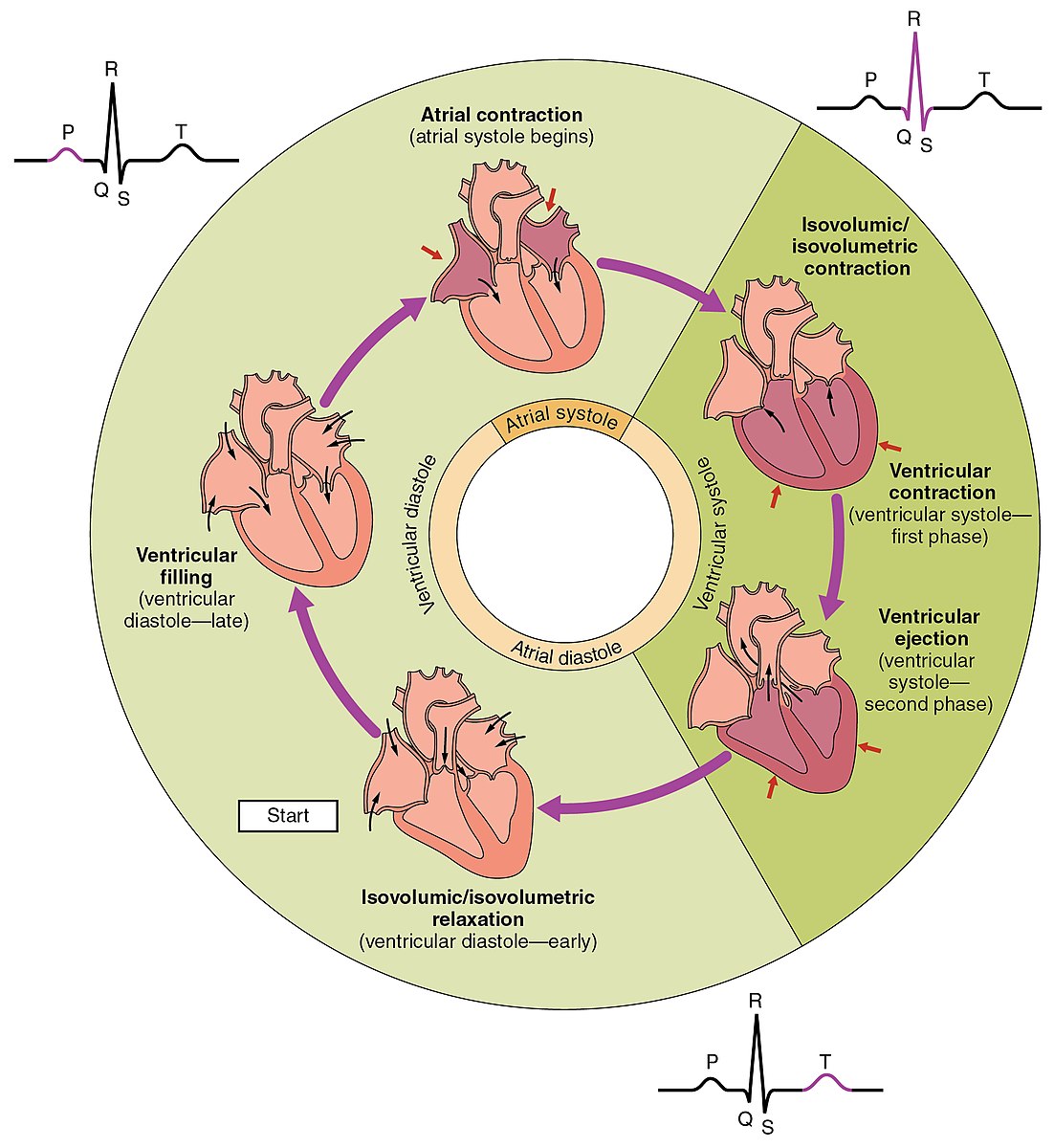 Cardiac Cycle