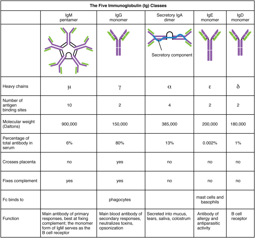 Classes of antibodies
