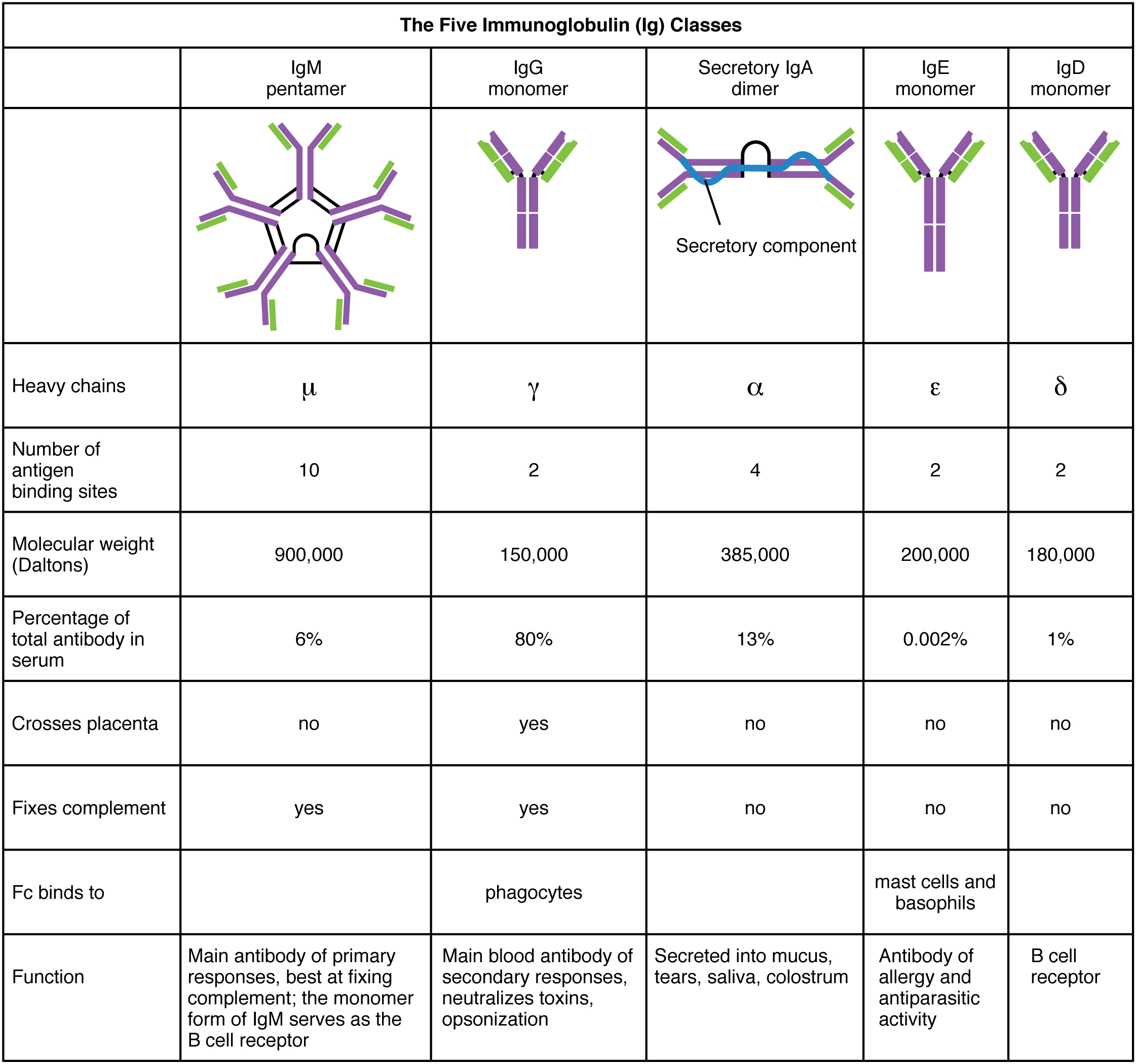 Classes of antibodies