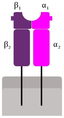 Schematic representation of Major Histocompatibility Complex (MCH) Class II molecule, consisting of two α-domains and two β-domains. The peptide-binding groove is situated between domains α1 and β1.