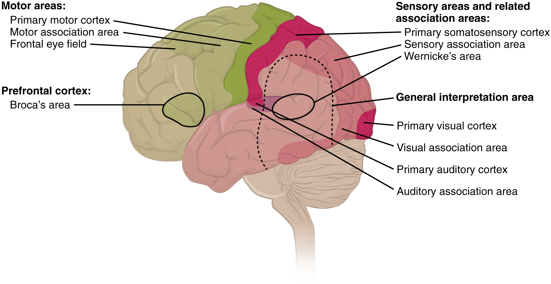 Types of Cortical Areas