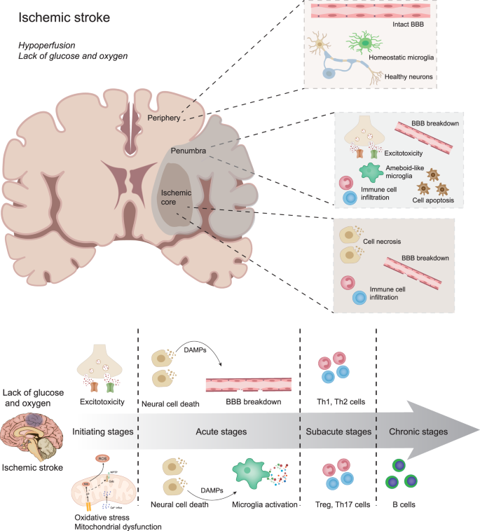 Spatial and temporal relationships of the pathophysiology in ischemic stroke. BBB Blood-brain barrier, DAMPs Damage-associated molecular patterns, Th1 T-helper cell 1, Th2 T helper cell 2