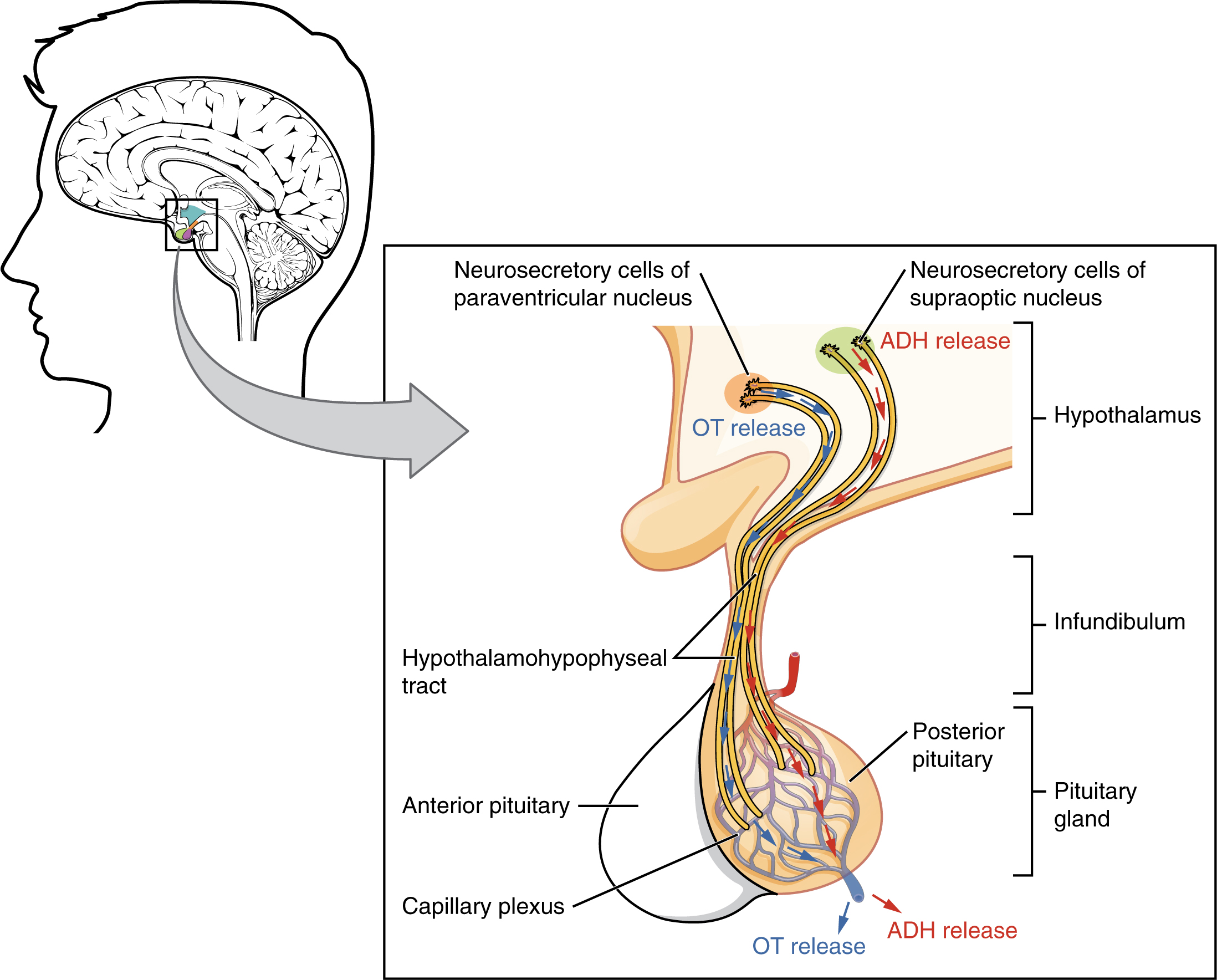 Endocrine System-Posterior Pituitary