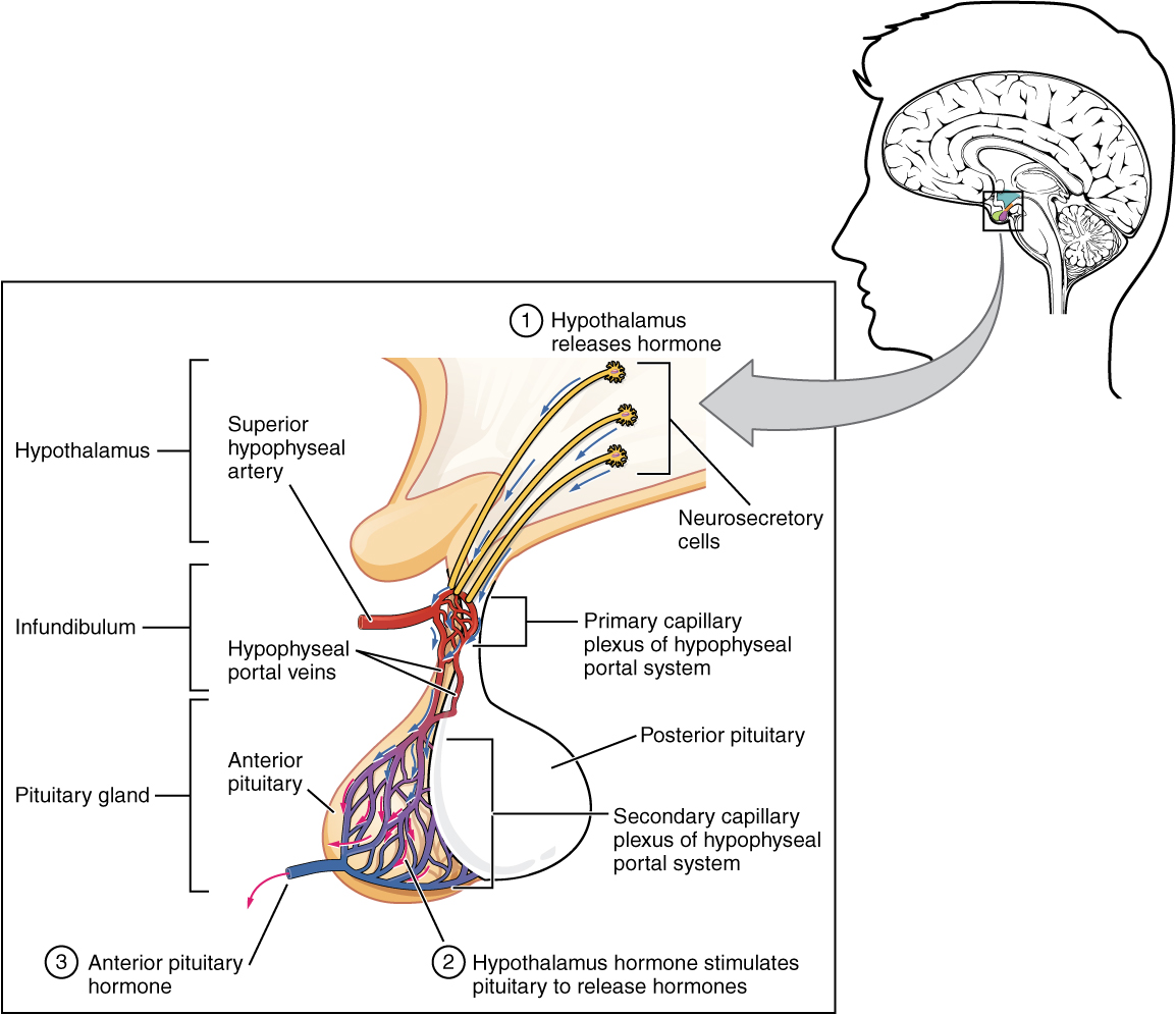 Endocrine System-Anterior Pituitary