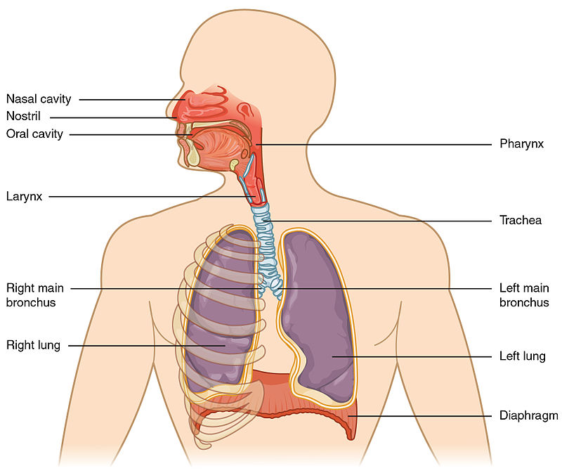 Represents the major respiratory organs in the human body